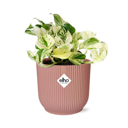 Kamerplant - Epipremnum Pinnatum Happy Leaf - Pot Ø 14cm