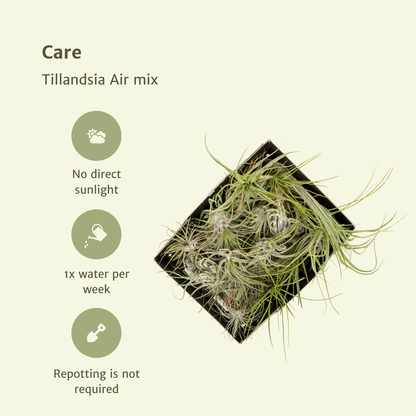 Kamerplant 5x Tillandsia Air Mix - Pot Ø 6cm Hoogte ↕ 6cm
