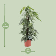 Kamerplant - Epipremnum Pinnatum Cebu Blue - Pot Ø 17cm Hoogte ↕ 65cm