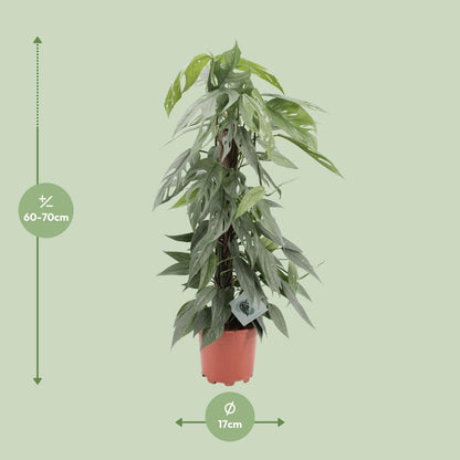 Kamerplant - Epipremnum Pinnatum Cebu Blue - Pot Ø 17cm Hoogte ↕ 65cm