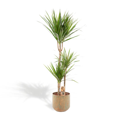 XL Kamerplant - Dracaena - Pot Ø 21cm Hoogte ↕ 120cm
