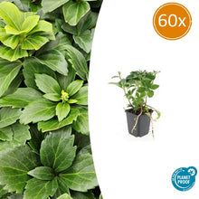Buitenplant 60x Pachysandra terminalis - Pot Ø 9cm Hoogte ↕ 10-25cm