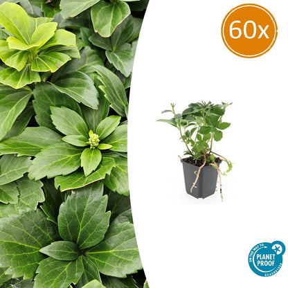 Buitenplant 60x Pachysandra terminalis - Pot Ø 9cm Hoogte ↕ 10-25cm