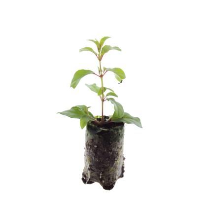 Buitenplant 6x Fuchsia - Bloeiend - Stekpluggen