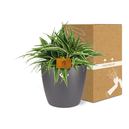 Kamerplant - Chlorophytum Ocean - Pot Ø 16cm Hoogte ↕ 15cm