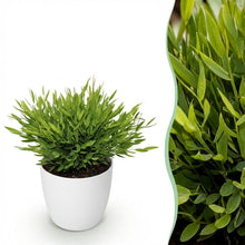 Kamerplant - Pogonatherum paniceum - Pot Ø 12cm Hoogte ↕ 20cm