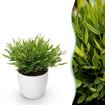 Kamerplant - Pogonatherum paniceum - Pot Ø 12cm Hoogte ↕ 20cm