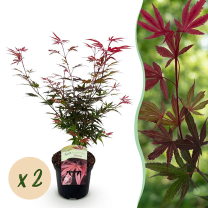 Buitenplant 2x Acer palmatum 'Shaina' - Bladverliezend Rood - Pot Ø 19cm Hoogte ↕ 70cm