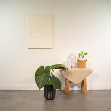 Kamerplant - Alocasia Wentii - Inclusief sierpot - Pot Ø 19cm Hoogte ↕ 65cm