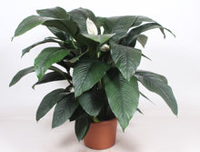 XL Kamerplant - Spathiphyllum Sensation - Pot Ø 45cm Hoogte ↕ 140cm
