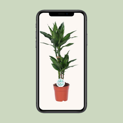 Kamerplant - Dracaena Janet Lind - Pot Ø 17cm Hoogte ↕ 70cm
