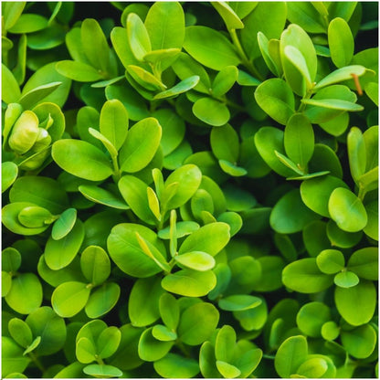 Buitenplant 6x Buxus Sempervirens haag - Winterhard - Pot Ø 12cm Hoogte ↕ 20cm