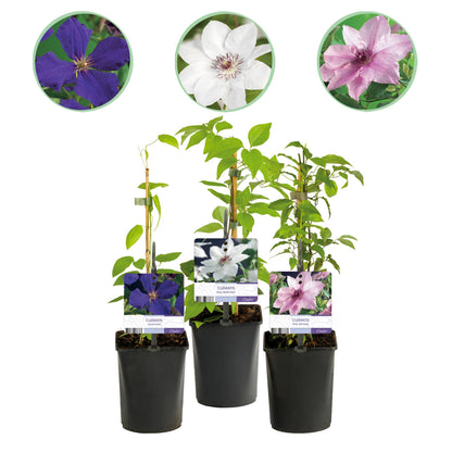 Buitenplant 3x Clematis Tricolour - Bloeiend - Pot Ø 11cm Hoogte ↕ 40cm
