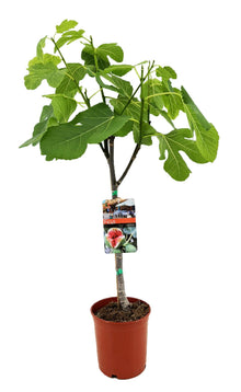 Buitenplant - Ficus Carica - Vijgenboom - Pot Ø 17cm Hoogte ↕ 80cm