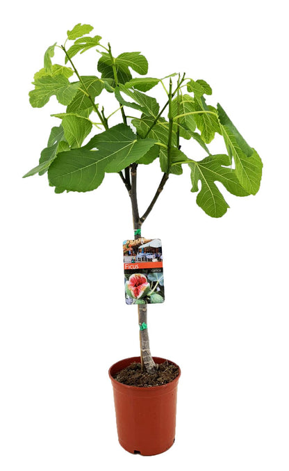 Buitenplant - Ficus Carica - Vijgenboom - Pot Ø 17cm Hoogte ↕ 80cm