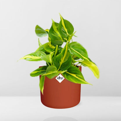 Kamerplant - Philodendron Scandens 'Brasil' - Incl. sierpot - Pot Ø 14cm