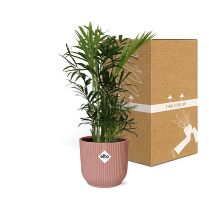 Kamerplant - Chamaedorea Elegans - Pot Ø 14cm Hoogte ↕ 45cm
