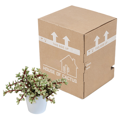 Kamerplant - Portulacaria afra Variegata - in witte pot - Pot Ø 10,5cm