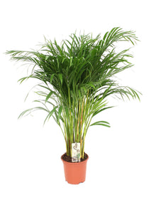 XL kamerplant - Dypsis Lutescens (Areca) - Pot Ø 24cm Hoogte ↕ 120cm