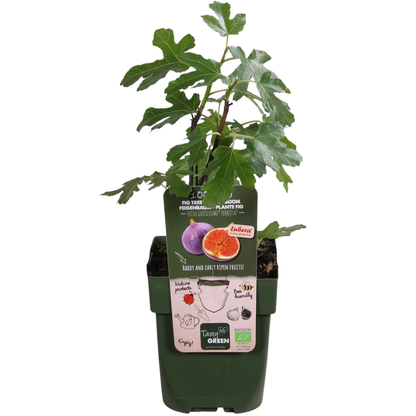 Buitenplant 3x Biologische Vijgenboom - Pot Ø 13cm Hoogte ↕ 20cm