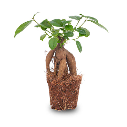 Kamerplant - Ficus microcarpa Ginseng Bonsai - Pot Ø 9cm