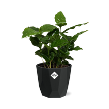 Kamerplant - Coffea Arabica - Pot Ø 14cm