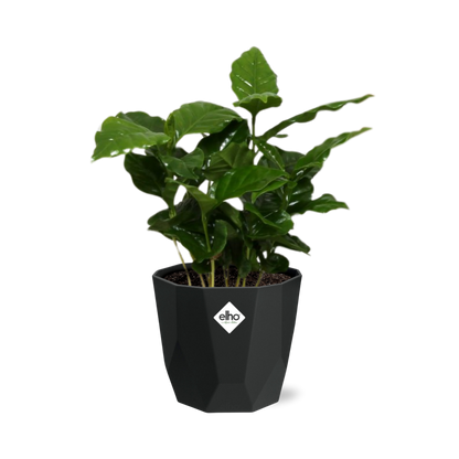 Kamerplant - Coffea Arabica - Pot Ø 14cm