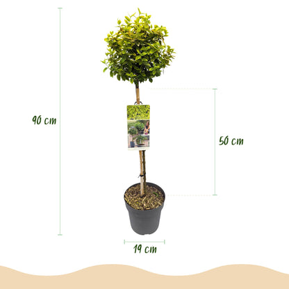 Buitenplant - Euonymus fortunei 'Emerald n Gold' op stam - Bladhoudend - Winterhard - Pot Ø 19cm Hoogte ↕ 90cm