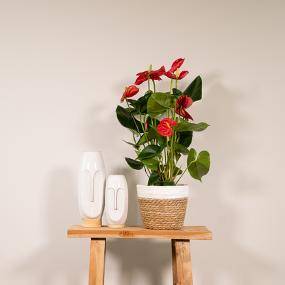 Kamerplant - Anthurium Red - Pot Ø 17cm Hoogte ↕ 55cm