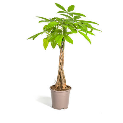Kamerplant - Pachira Aquatica - Pot Ø 19cm Hoogte ↕ 70-90cm