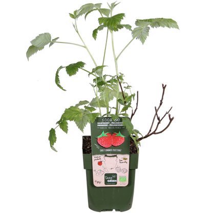 Buitenplant - Rubus idaeus 'Malling Promise' - Framboos - Pot Ø 13cm Hoogte ↕ 45cm