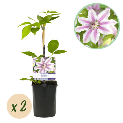 Buitenplant 2x Clematis Nelly Moser - Bloeiend - Pot Ø 11cm Hoogte ↕ 40cm