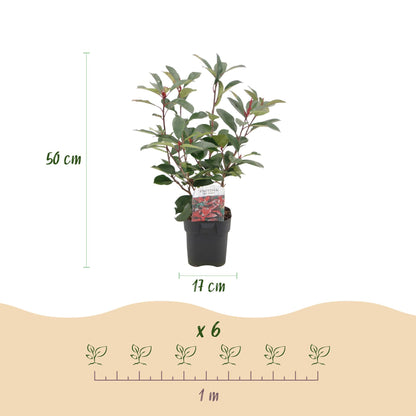 Buitenplant 6x Photinia fraseri Red Robin - Groenblijvend - Pot Ø 17cm Hoogte ↕ 50cm