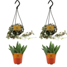 Kamerplant 4x Aloe Paradisicum & Ceropegia Woodii Variegata - Pot Ø 10.5cm Hoogte ↕ 10cm