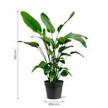 Kamerplant - Strelitzia Nicolai - Pot Ø 24cm Hoogte ↕ 150cm