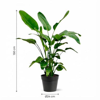 Kamerplant - Strelitzia Nicolai - Hoogte ↕ 35-250cm
