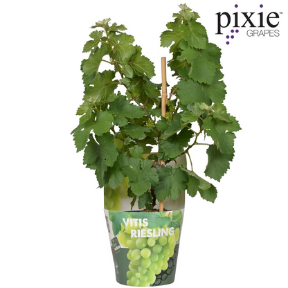 Buitenplant - Vitis Pixie Riesling - Witte wijndruif - Pot Ø 14cm Hoogte ↕ 30cm