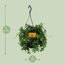 Kamerplant - Parthenocissus Striatha Hang - Pot Ø 15cm Hoogte ↕ 15cm
