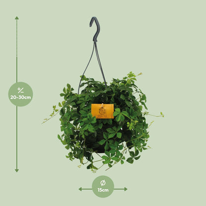 Kamerplant - Parthenocissus Striatha Hang - Pot Ø 15cm Hoogte ↕ 15cm
