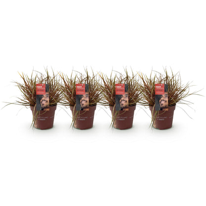 Buitenplant 4x Uncinia rubra 'Everflame' - Siergras Rood Bladhoudend - Pot Ø 17cm Hoogte ↕ 50cm