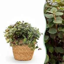 Kamerplant - Callisia repens - Kattengras - Pot Ø 12cm Hoogte ↕ 17-20cm