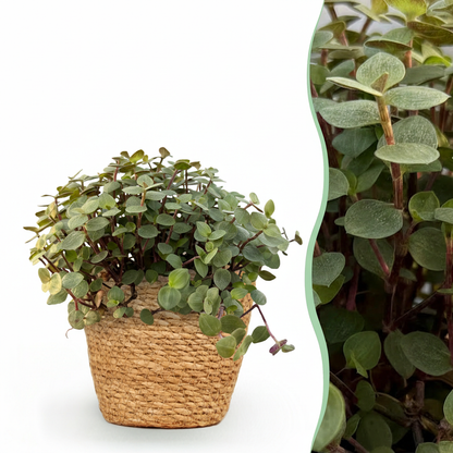 Kamerplant - Callisia repens - Kattengras - Pot Ø 12cm Hoogte ↕ 17-20cm
