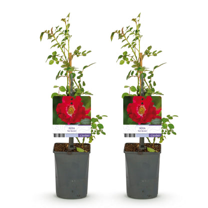 Buitenplant 2x Rosa Red Queen - Bloeiende klimroos - Pot Ø 11cm Hoogte ↕ 40cm