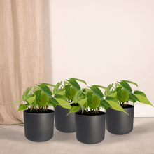 Kamerplant 4x Philodendron Scandens Brasil - Pot Ø 12cm Hoogte ↕ 15cm