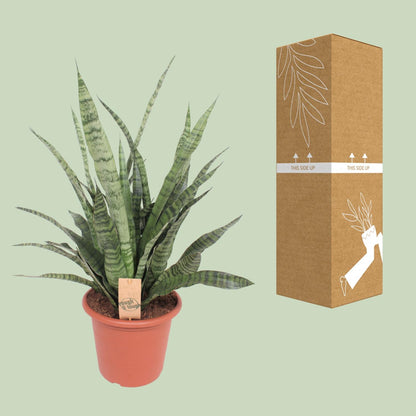 Kamerplant - Sansevieria Diamond Green - Pot Ø 25cm Hoogte ↕ 80cm