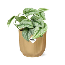 Kamerplant - Scindapsus Pictus 'Trebie' - Pot Ø 14cm