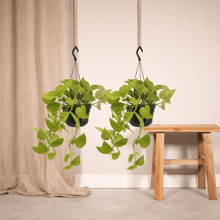 Kamerplant 2x Epipremnum Golden Pothos - Hangplant - Pot Ø 15cm Hoogte ↕ 25cm