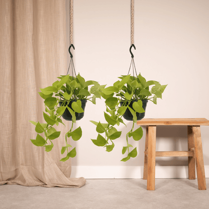 Kamerplant 2x Epipremnum Golden Pothos - Hangplant - Pot Ø 15cm Hoogte ↕ 25cm