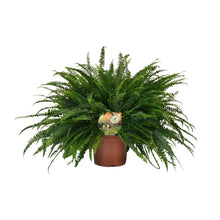 Kamerplant - Nephrolepis Green Lady - Pot Ø 19cm Hoogte ↕ 60cm