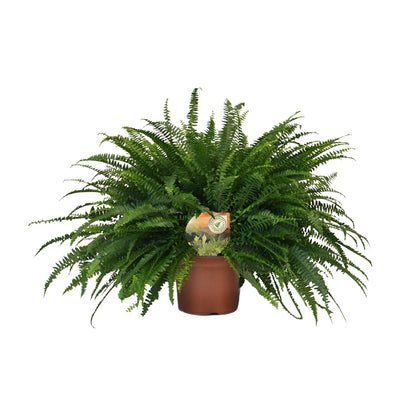 Kamerplant - Nephrolepis Green Lady - Pot Ø 19cm Hoogte ↕ 60cm